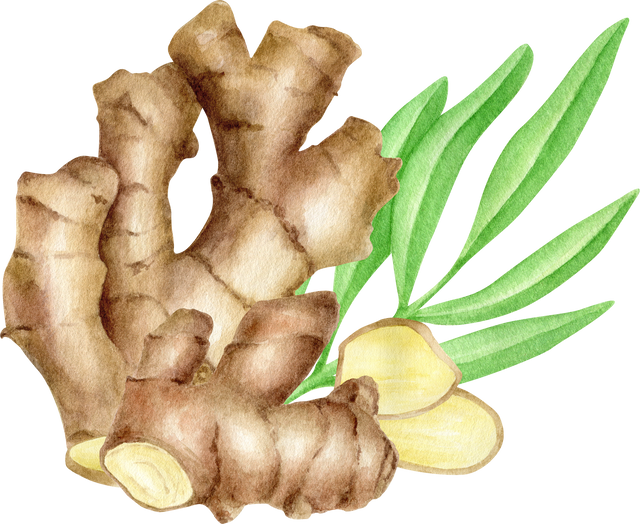 Watercolor ginger root with leaves composition